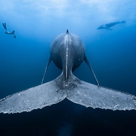 François Baelen, Underwater Photographer of the Year 2019 - Il mare che vorrei (Rotonda della Besana - Milano)